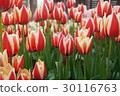 Tulip 30116763