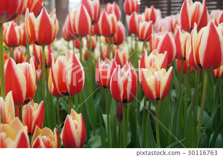 Tulip Tulip 30116763
