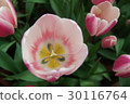 Tulip 30116764