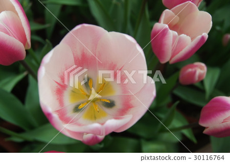 Tulip Tulip 30116764