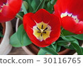 Tulip 30116765