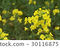 Rape blossoms in May 1 30116875