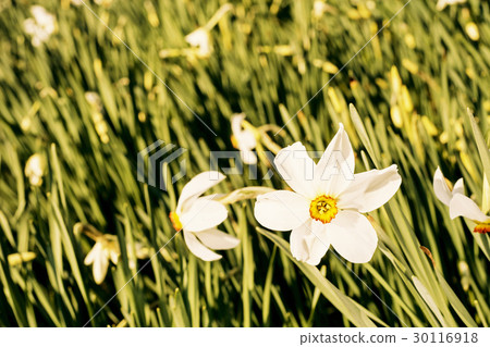 White narcissus in a spring garden, yellow filter White narcissus in a spring garden, yellow filter 30116918