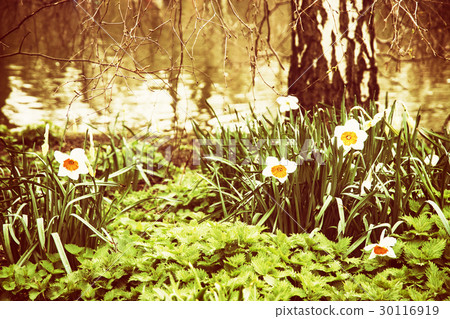 White daffodils, nettle, and birch, yellow filter White daffodils, nettle, and birch, yellow filter 30116919