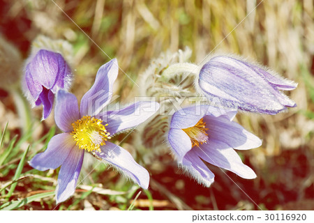 Pulsatilla slavica flower, yellow photo filter Pulsatilla slavica flower, yellow photo filter 30116920