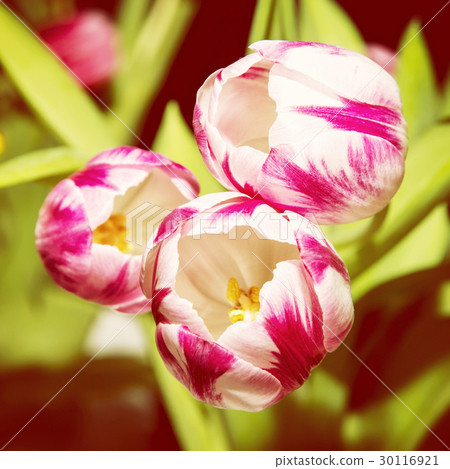 Tulipa Caramba, beauty in nature Tulipa Caramba, beauty in nature 30116921