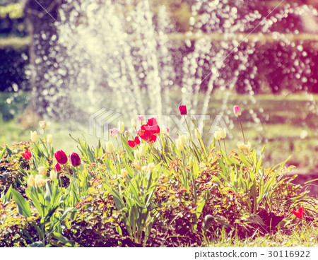 Beautiful tulips and fountain, retro photo filter Beautiful tulips and fountain, retro photo filter 30116922