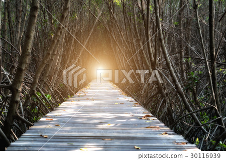 Tree tunnel, Wooden Bridge In Mangrove Forest  30116939