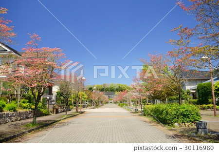 山茱萸鎮4 30116980