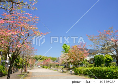 山茱萸鎮2 山茱萸鎮2 30116982