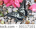 Swallowtail butterfly 30117101