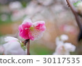 Flowers 30117535