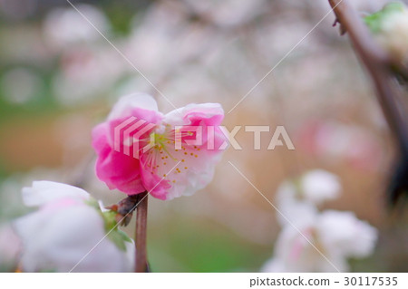 花 花 30117535