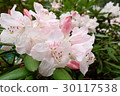 Flowers 30117538
