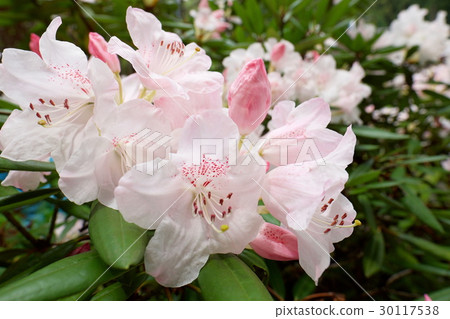 Flowers 30117538