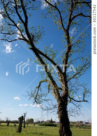 wood wood 30117542