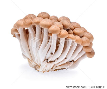 Buna shimeji mushroom isolated on white background 30118041