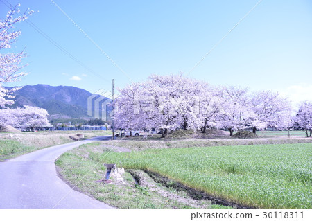 Cherry blossoms of Mr. Yoshitaka's village Kofun Park Cherry blossoms of Mr. Yoshitaka's village Kofun Park 30118311