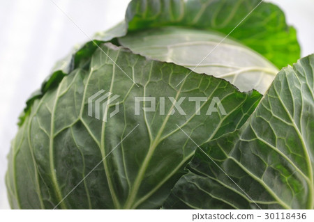 一球新鮮的春高麗菜、葉菜類 30118436