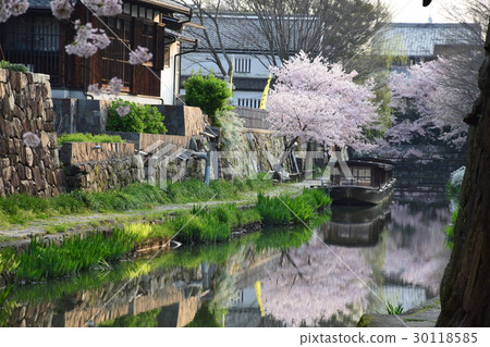 在早上挖Hachiman,櫻花與船和綻放 在早上挖Hachiman,櫻花與船和綻放 30118585