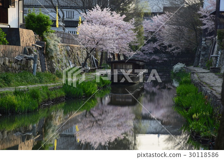 在早上挖Hachiman,櫻花與船和綻放 在早上挖Hachiman,櫻花與船和綻放 30118586