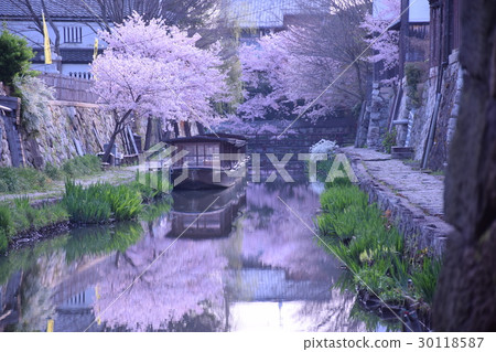 在早上挖Hachiman,櫻花與船和綻放 在早上挖Hachiman,櫻花與船和綻放 30118587