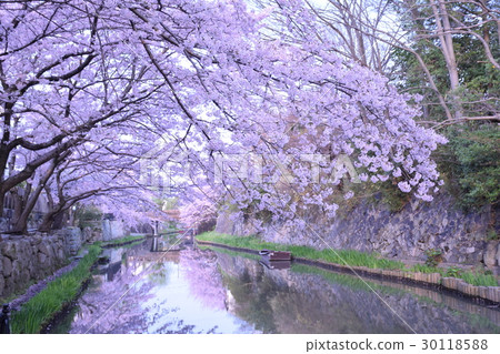 在早上挖Hachiman,櫻花與船和綻放 在早上挖Hachiman,櫻花與船和綻放 30118588