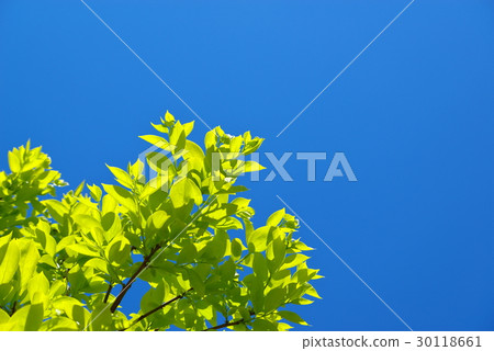 Wakaba Left down the clear blue sky Wakaba Left down the clear blue sky 30118661