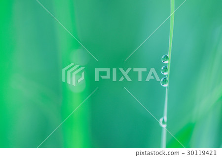 Fresh spring grass with drops of dew Fresh spring grass with drops of dew 30119421