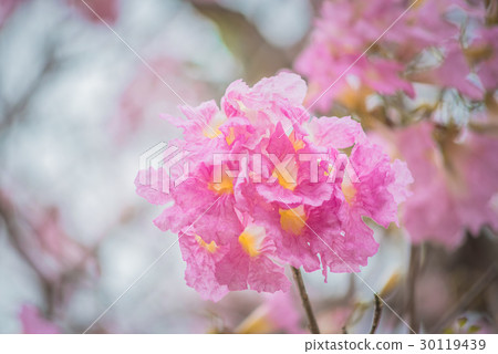 Sweet pink flower blossom in spring season 30119439