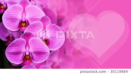 Orchid flowers with and heart shape background 30119984