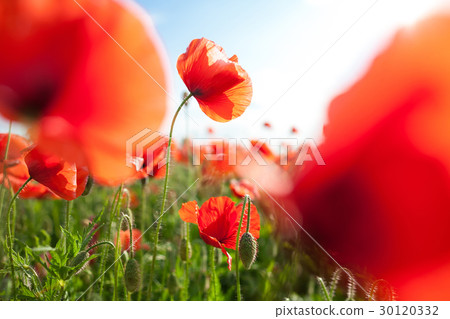 Nature, spring, blooming flowers concept - close 30120332