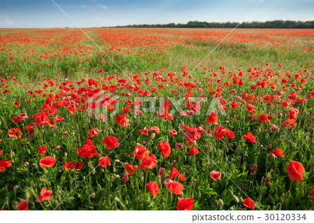 Poppy farming, nature, agriculture concept - huge 30120334