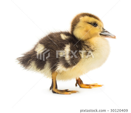 Duckling 30120409