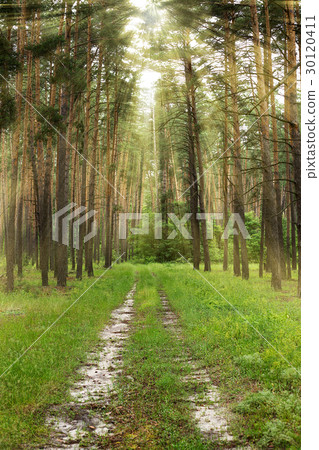 Pine tree forest Pine tree forest 30120411