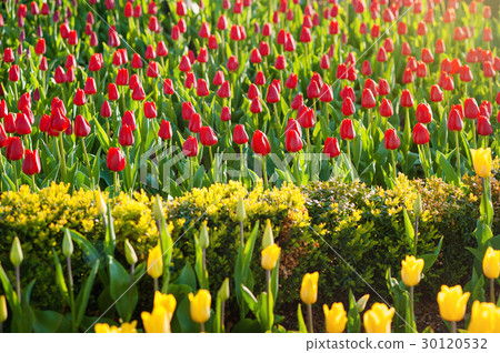 Field full of red and yellow tulips in bloom . Field full of red and yellow tulips in bloom . 30120532