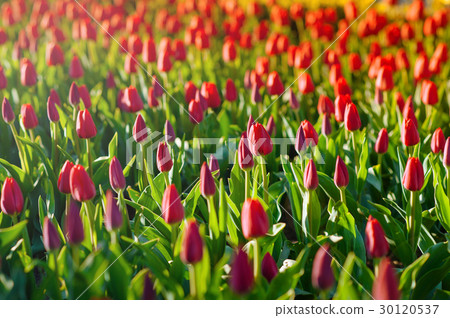 Red tulips in the garden Red tulips in the garden 30120537