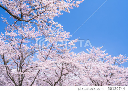 Cherry tree in full bloom Cherry tree in full bloom 30120744