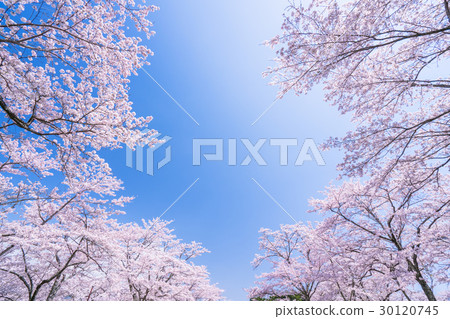櫻花·盛開 30120745