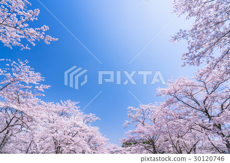 櫻花·盛開 30120746