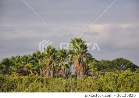 Rain clouds above the jungle 30120820