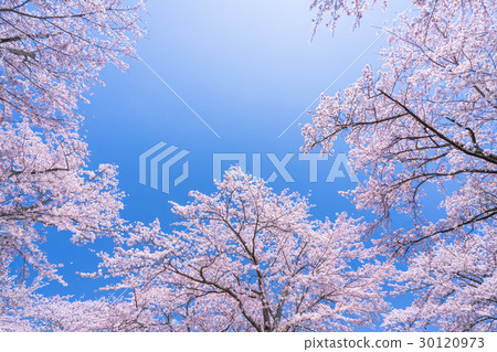 櫻花·盛開 櫻花·盛開 30120973