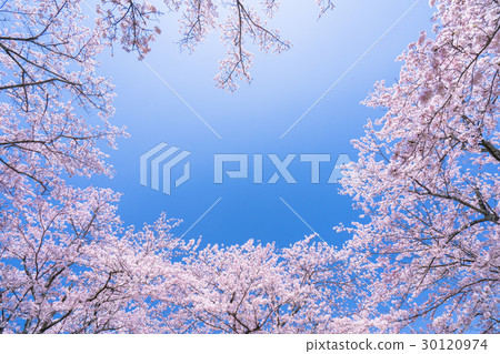 櫻花·盛開 櫻花·盛開 30120974