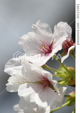 Showa cherry tree 30121001