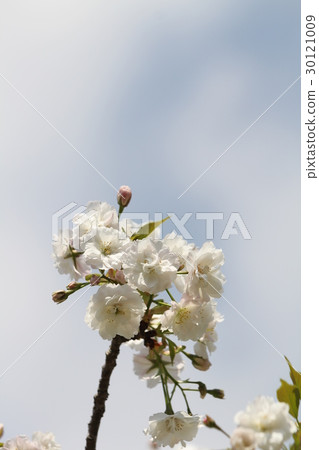 Yae Oshima Sakura 30121009