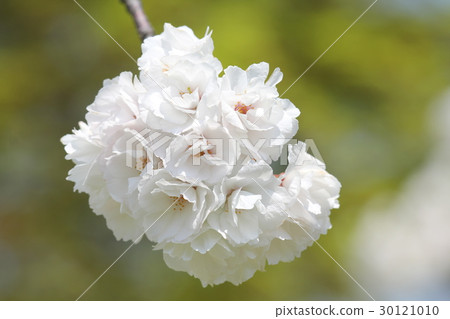 Satozakura遺址 30121010