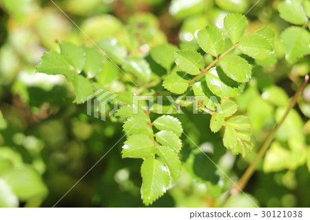 光葉薔薇 30121038