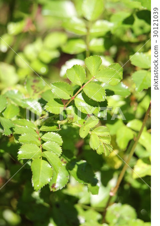 光葉薔薇 30121039