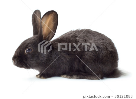 Rabbit Rabbit 30121093