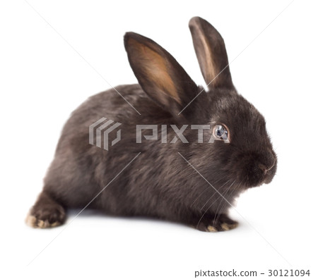 Rabbit Rabbit 30121094